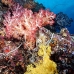 coral_soft_ni_v_0705_png1604.jpg